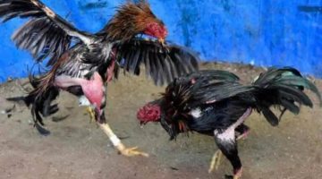 Desa Padenganploso Terjerat Judi dan Kekerasan, Aparat Hanya Menonton dari Jarak Aman